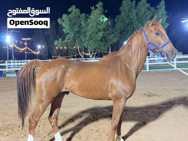 خيل خصي للبيع