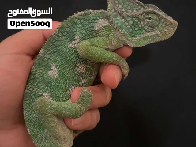 سحلية للبيع مع جميع أغراضها for sale chameleon