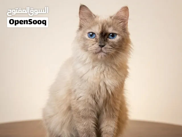قطة انثى للتبني مجاناً