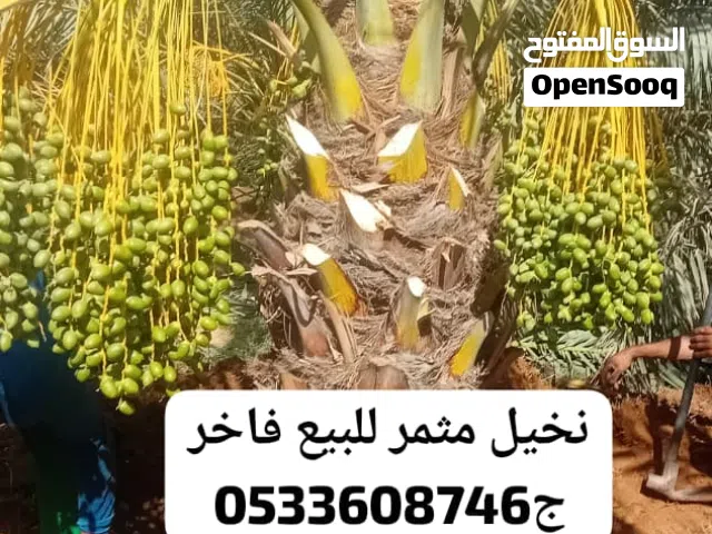 نخل مثمر عالي الجودة للبيع