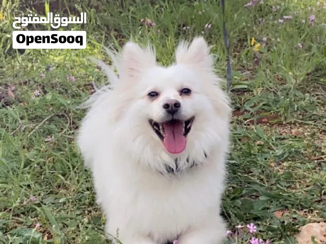 كلب اميركان اسكيموو