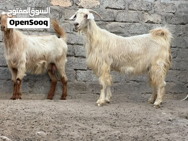 غنم من الحلال الجامودي الاصلي عشار