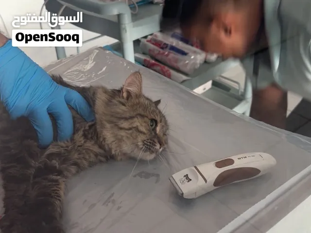 السلام عليكم ورحمة الله وبركاته قط للتبني