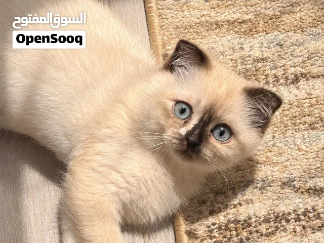 قطة هملايا