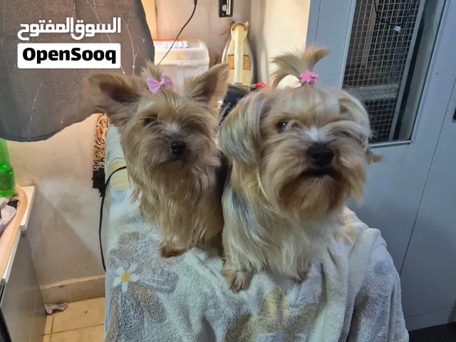 Yorkshire terrier dogs for sale