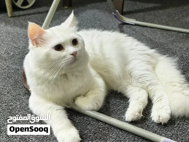 Turkish Angora for mating