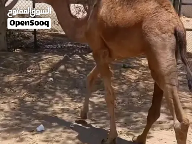 للبيع قعود فل سمنه ماشاء الله تبارك الرحمن