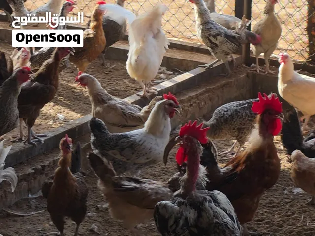 دجاج بلدي للبيع بسعر الجمله 18 درهم للحبه
