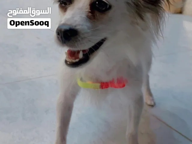 كلب اليف جدا
