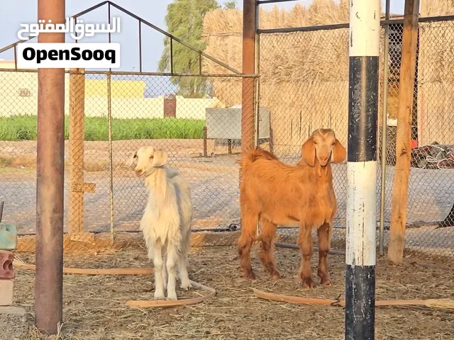 طقم تيس وصخلة من حلال الجواميد حلال الجبل الاخضر