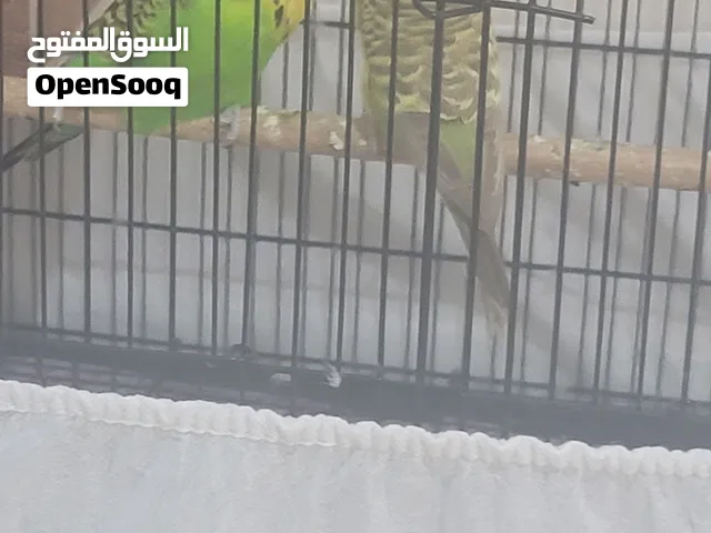 طيور بادجري إنجليزي مستورد