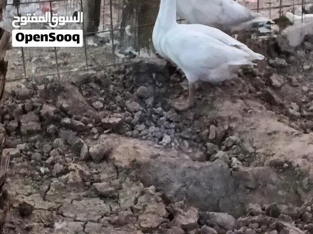 ذكوره ثنين مالات سنه ثنينهن ب55 قرنه شرش