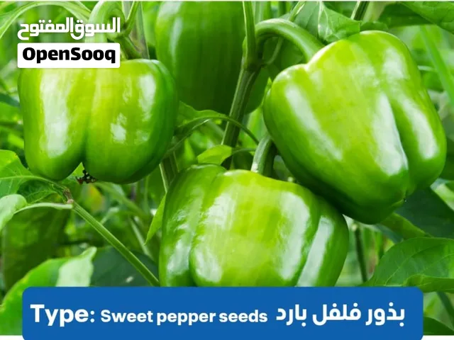 بذور الخظروات