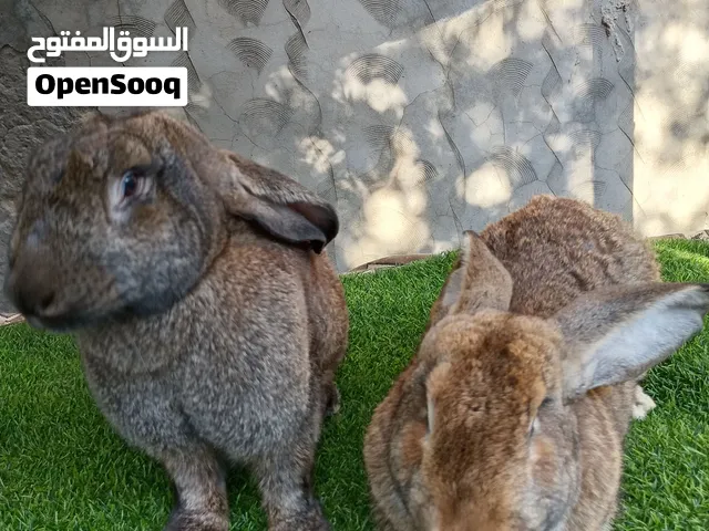كوبيا 3/4 جامبو اقراء الوصف