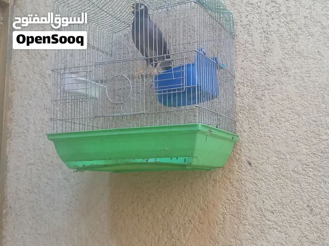 شباب ميناء للبيع سعره 75الف