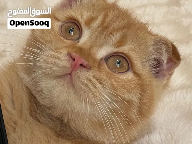 قط سكوتش فولد بعمر 5 اشهر لطيف ويحب اللعب