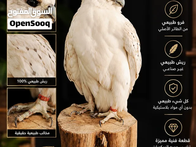 قطع فنية صقر ابيض