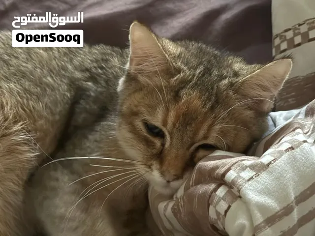 قط سكوتش شورت هير