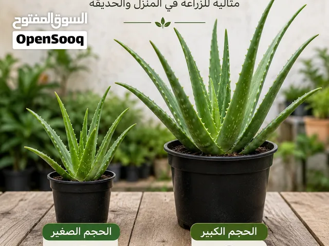 صبارت اليفيرا