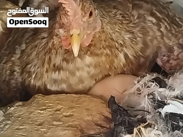 متاح ديوجه عرب زوج 30