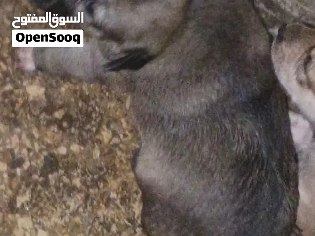 جراوي ماسنجي ومجنس