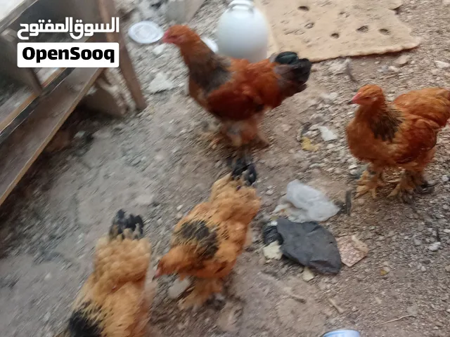 دجاج براهما