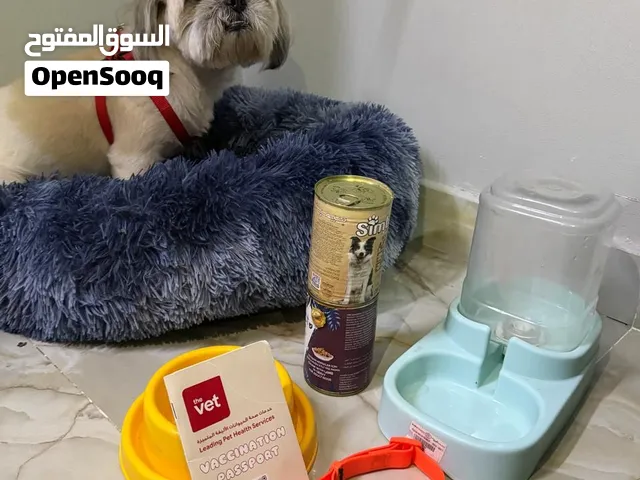 كلب شيتوز للبيع