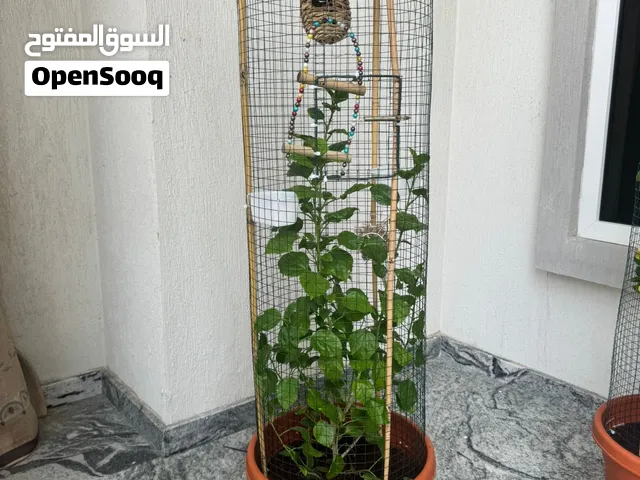اقفاص طيور مع محميه