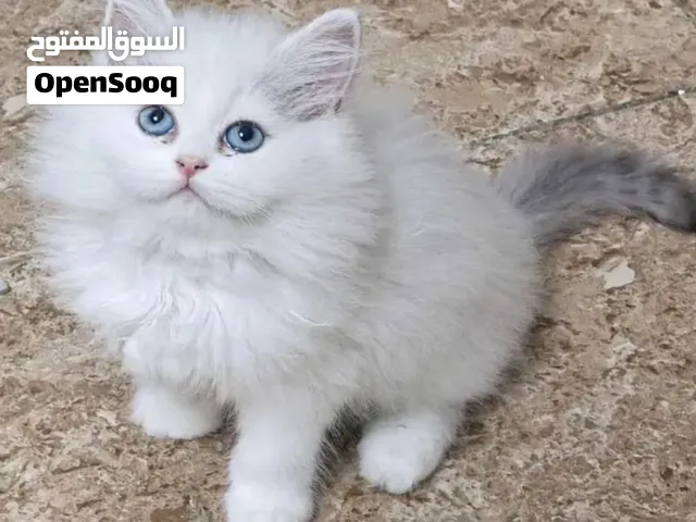 قط تشانشيلاا راغدول يجنن بعمر شهرين