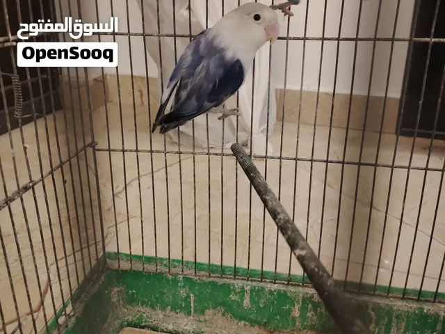 كوبية فيشر العمر سنة