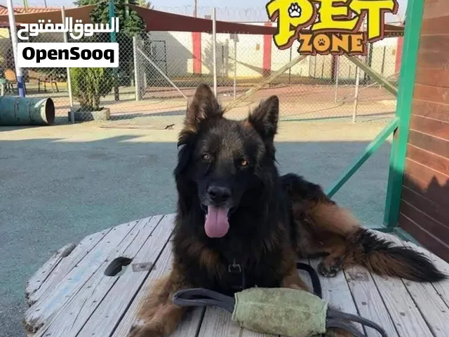 جراء جيرمن شيبرد بيور وورك لاين شورت هير مع جميع المطاعيم ومايكروشيب التسليم في عياده بيطريه
