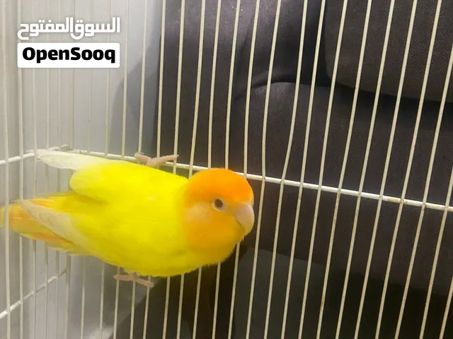 طير اوز نثيه