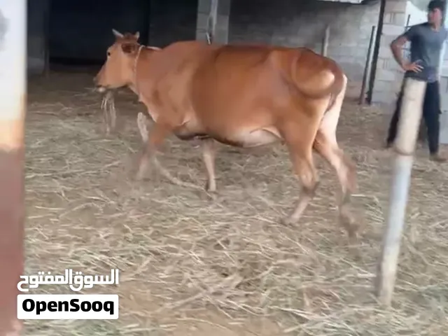 للبيع ابقار