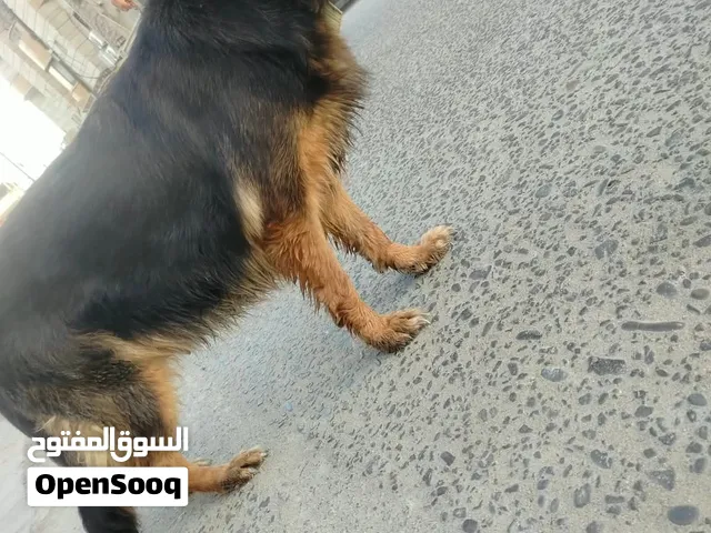 جلبة نثية نوع جيرمني شيبرد نقية .