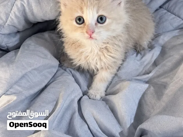قطط للتبني