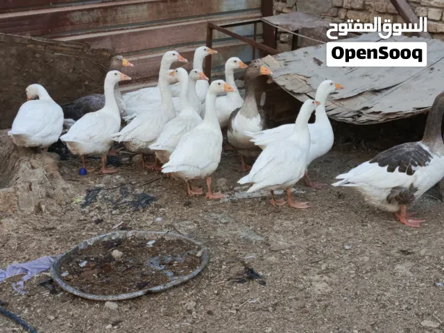 بط  العدد عشر بطات