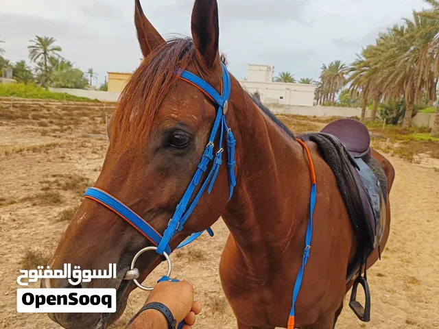 حصان عربي اصيل