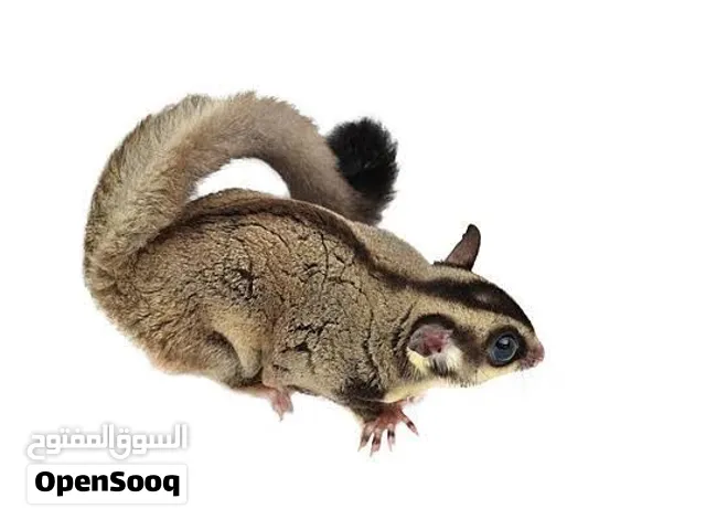 السلام عليكم متاح افرخ السنجاب الطائر شوقر