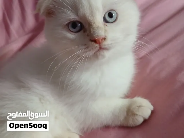 قط مميز سكوتش فولد ذكر عمر شهريين و نصف