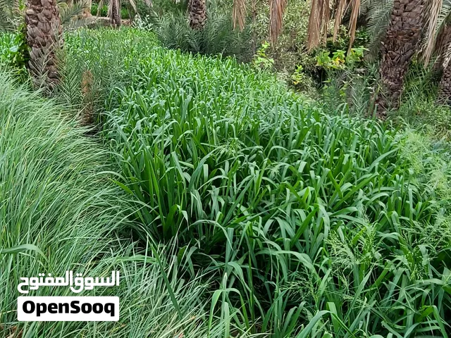 حشيش بونيكام ب 15 ريال
