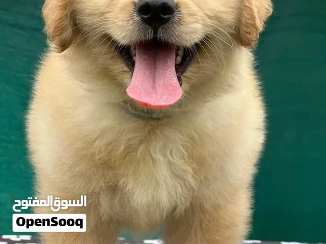 Golden Retriever Puppies