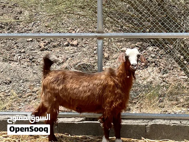 شاه حجريه رشمه حلال جبالي عشار
