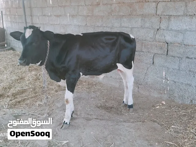 عجل للبيع مد و شور