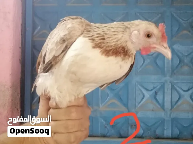 دجاج دندوراي