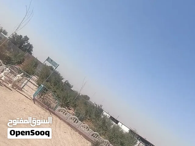 مزرعه 2000 متر للبيع