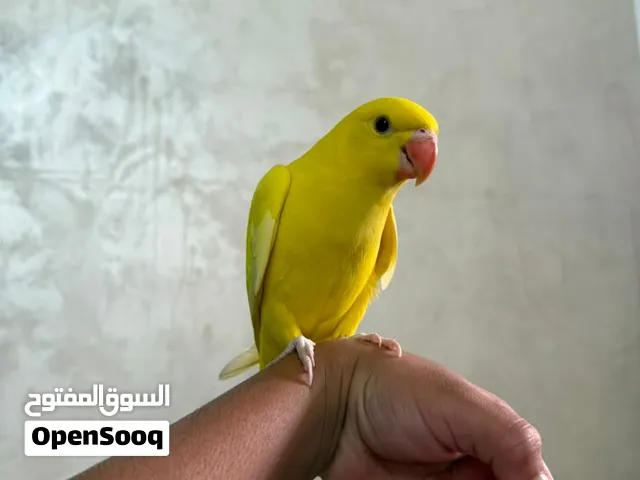 دره أصفر  العدد 3