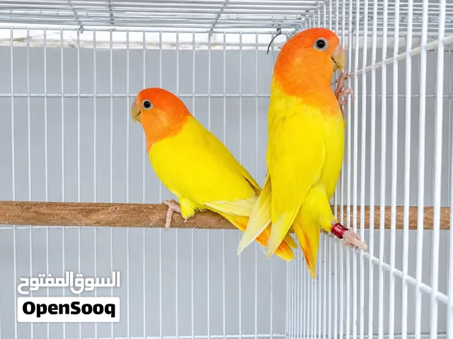 طيور لوفبيرد روز منتجه واول انتاج جميع الالوان  طيور محليه ميه بالميه