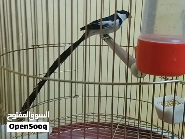 متاح طائر الوضاح  موقع رصيفه