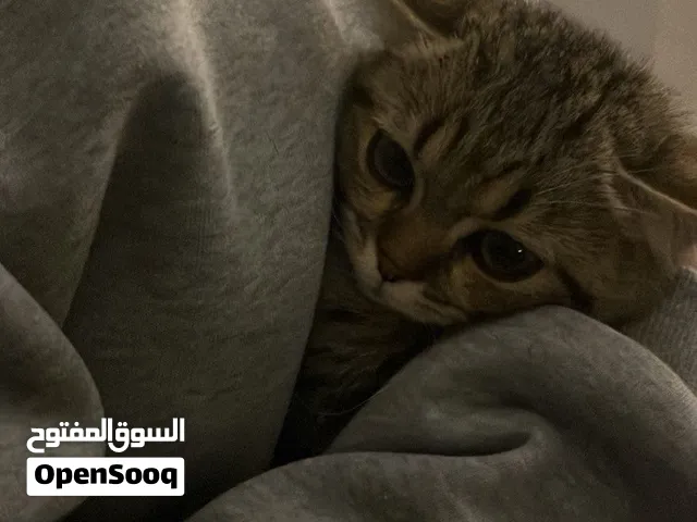 قطو تابي رمادي مخطط