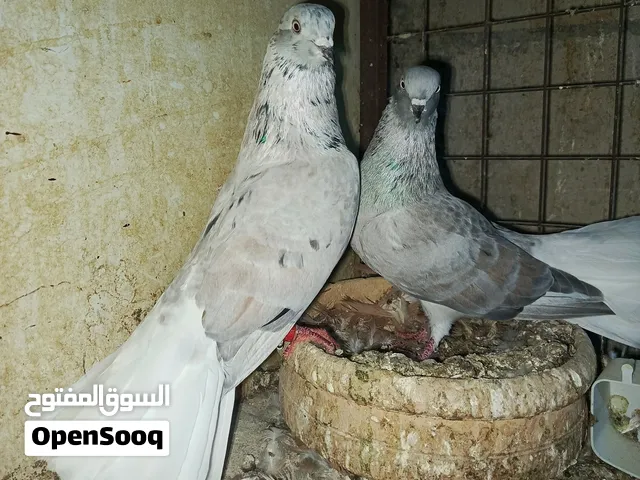 جوز نوريات قراقطه